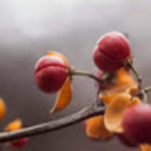 Meet your Posher, Laurel